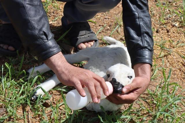 Kilis'te 2 ayaklı kuzu dünyaya geldi