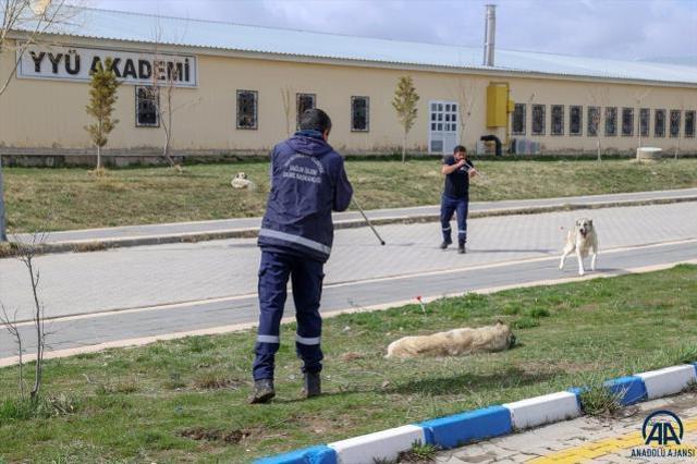 Kampüste yürüyüşe çıkan genç kız başıboş köpeklerin saldırısına uğradı