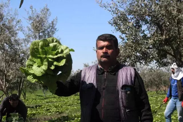 Marul tarlada 2, markette 15 lira! Üretici aracıların daha fazla kazanmasından dert yanıyor