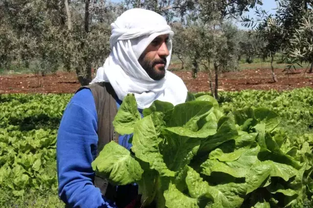 Marul tarlada 2, markette 15 lira! Üretici aracıların daha fazla kazanmasından dert yanıyor