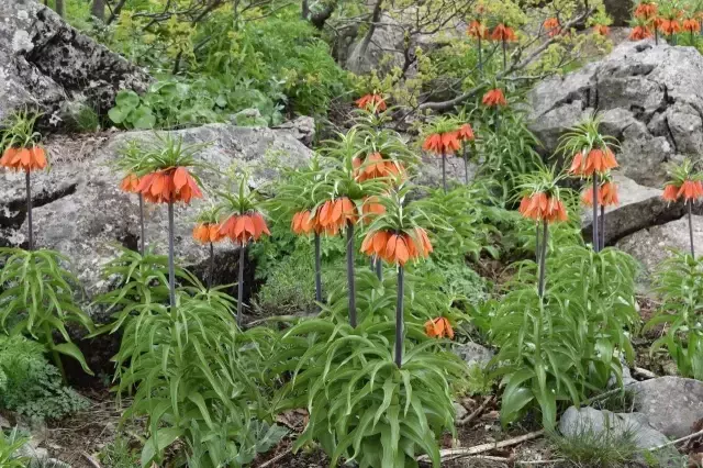 Nesli tükenme tehlikesiyle karşı karşıya! Bu çiçeği koparana 80 bin lira ceza kesiliyor