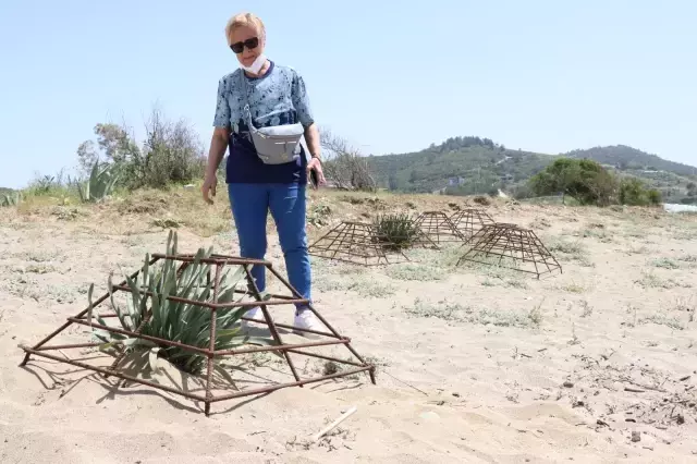 Koparmanın cezası 120 bin TL olan kum zambaklarını koparıp yaktılar