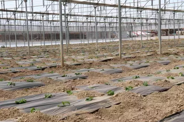 Üretimin geç başladığı seralarda hasada sayılı günler kaldı! Ucuz sebze için geri sayım