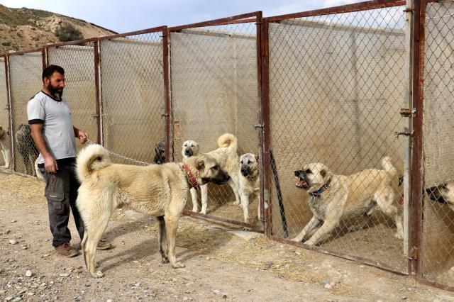 Uzman isim kangalların diğer köpeklerden en büyük farkını açıkladı: Aile içi çiftleşme yaşamıyorlar
