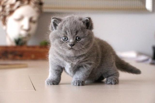 British Shorthair Kedilerde Beslenme Ve Bakım