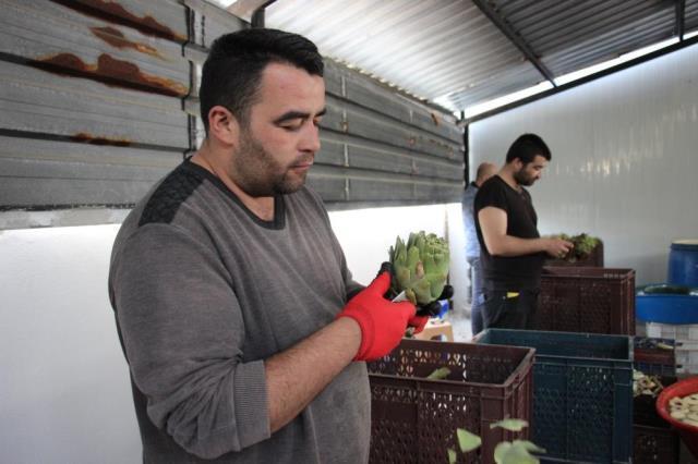 Aydın'da ekip halinde enginar soyma işinden ayda 30 bin TL kazanıyorlar