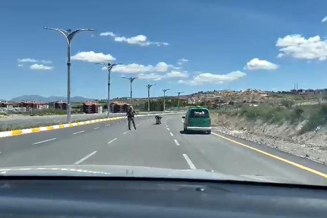 Polisin bir kaplumbağanın yolun karşısına geçmesine yardım etmesi kameraya yansıdı