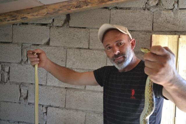 Güvercin yavruları bir bir kaybolunca kümesi takibe aldı, gizemli olayın ardından sinsi yılanlar çıktı