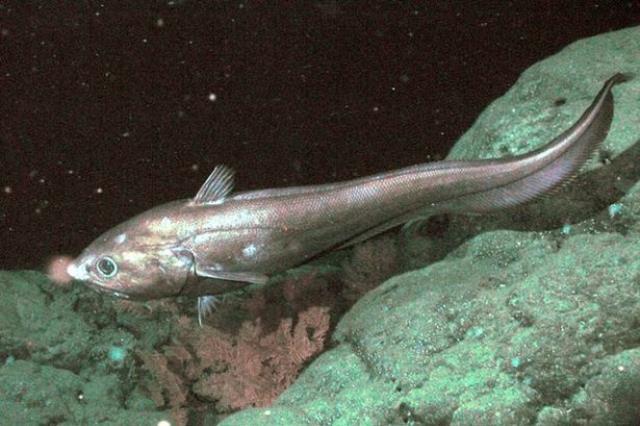 Dünyadaki en derin noktaya 12 saatte inen bilim insanı, ilginç yaratıkla karşılaştı: İsmi Cehennem Bombacısı