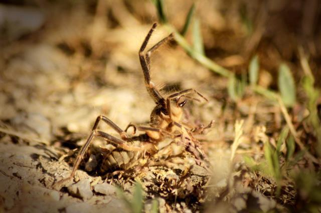 Yüksekova'da et yiyen 'Sarıkız' örümceği görüntülendi