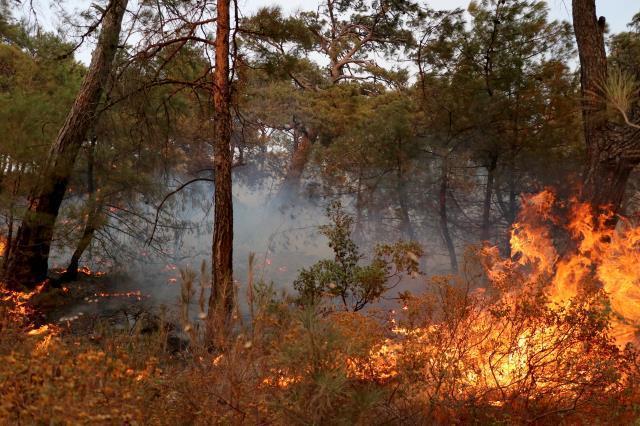 Bakan Kirişci: Datça'daki yangın ilk tespitlere göre elektrik trafosundan çıktı