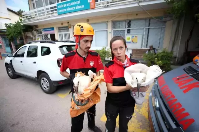 Cami kubbesindeki yuvadan düşen yavru leyleğe müthiş kurtarma