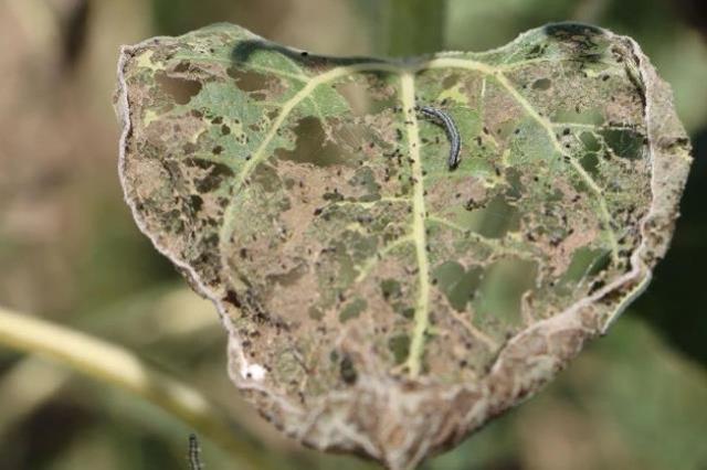 800 bin ton ayçiçek tehlikedeydi! Üç ilimizi istila eden tırtıl istilası kontrol altına alındı