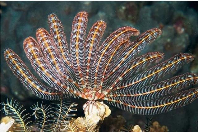 Deniz omurgasızı türü canlıya Zelenski'nin adı verildi