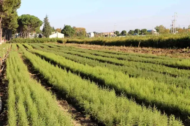 Dünyanın en pahalı mantarından yılda 225 kilo toplanabilecek