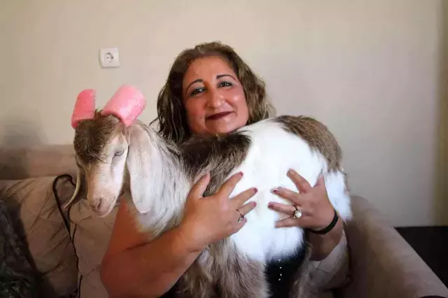 Evinde beslediği keçiye, bebek gibi bakıyor! Tek kötü huyu çay tiryakiliği