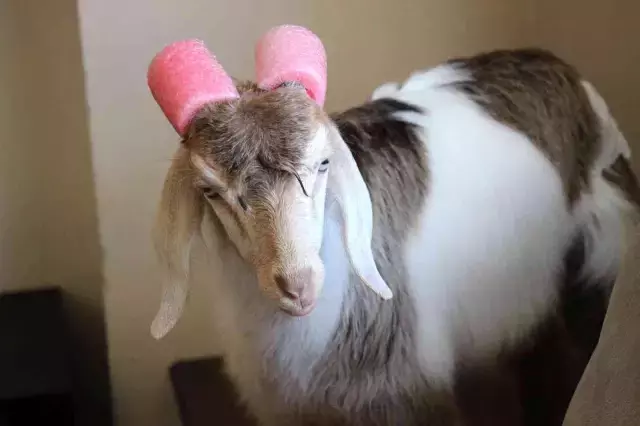 Evinde beslediği keçiye, bebek gibi bakıyor! Tek kötü huyu çay tiryakiliği