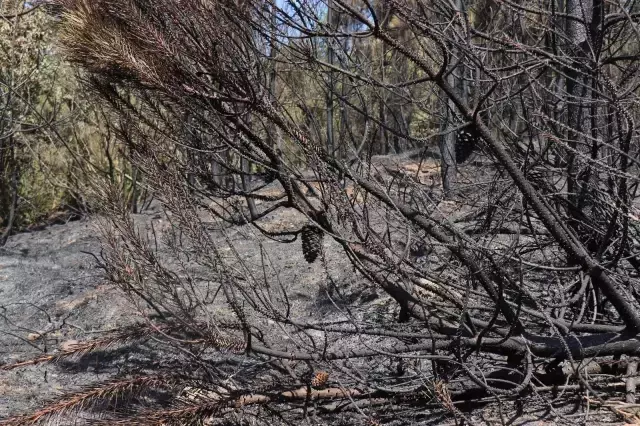 Orman yangınından geriye kalan acı kare! Kaçamayınca cayır cayır yandı