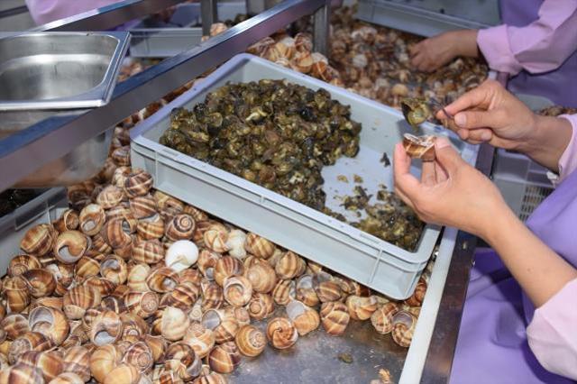 Bilecik'ten Fransa'ya 700 ton 'salyangoz dolması' ihraç ediliyor