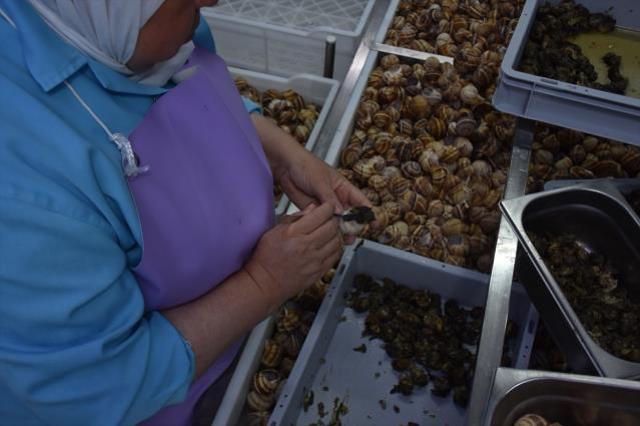 Bilecik'ten Fransa'ya 700 ton 'salyangoz dolması' ihraç ediliyor
