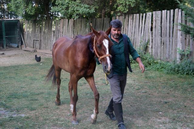 Boynu kesilen atın damarına hortum sokup hayatta tuttu