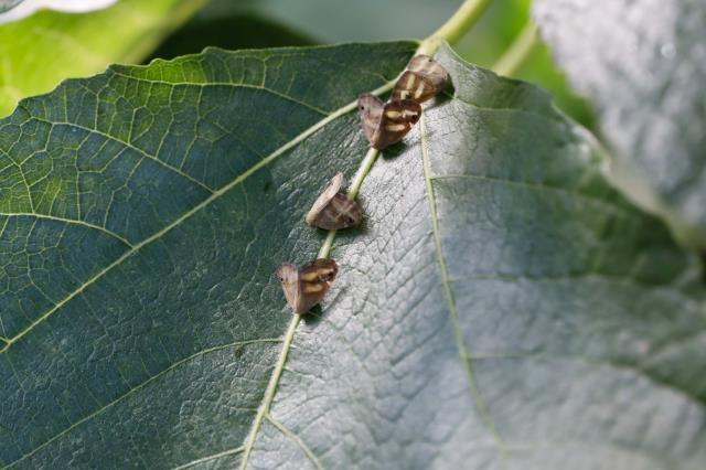 İstanbul'da vampir kelebeği alarmı! Evleri istila etti, ilaçlama çalışmaları başladı