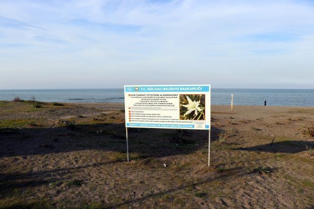 Türkiye'de yolda görürseniz koparmak değil, elinizi bile sürmeyin! Cezası 80 bin TL