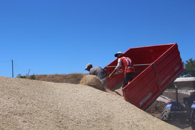 Buğday hasadında rekolte zirve yaptı, ambarlara sığmayan mahsul toprağa gömüldü