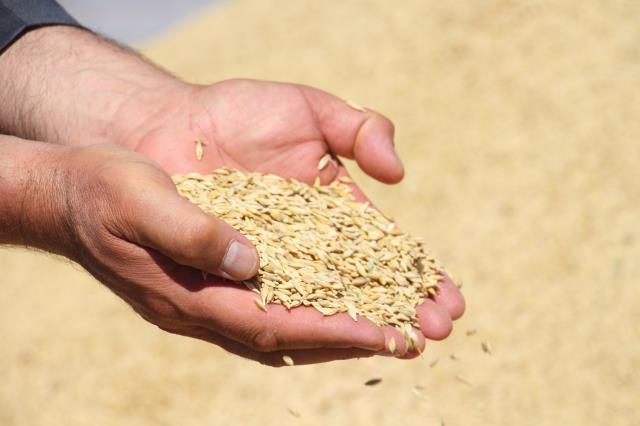 Buğday hasadında rekolte zirve yaptı, ambarlara sığmayan mahsul toprağa gömüldü