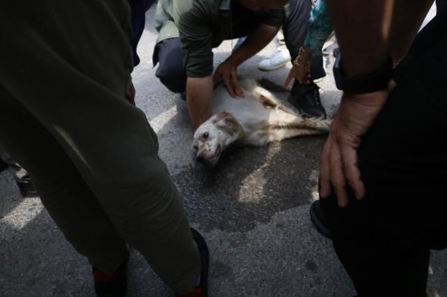 Meral Akşener'i sokak köpeği ısırdı