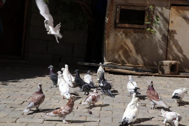 Havada 9 saat kalabilen güvercinler, kardeşlere yarışmada birincilik getirdi