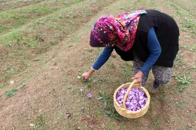Kilosunun 100 bin liraya satıldığı ürün için bir ilimize turist yağıyor