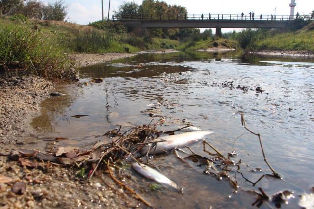 Edirne'deki balık ölümleri kepçe operatörünün yaptığı haya sonucu yaşanmış