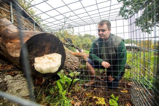Bu mantar diğerlerinden çok farklı! Özel kafeste tutuluyor, dokunana hapis cezası var