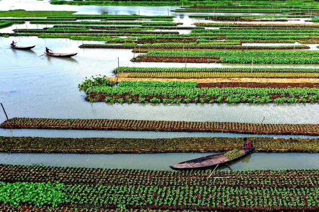 Bangladeş'te Yüzen Sebze Tarhları