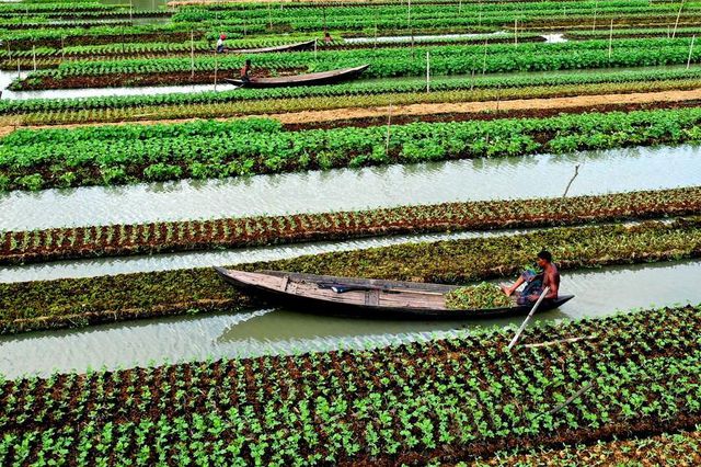 Bangladeş'te Yüzen Sebze Tarhları