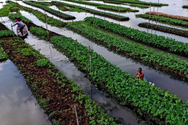 Bangladeş'te Yüzen Sebze Tarhları