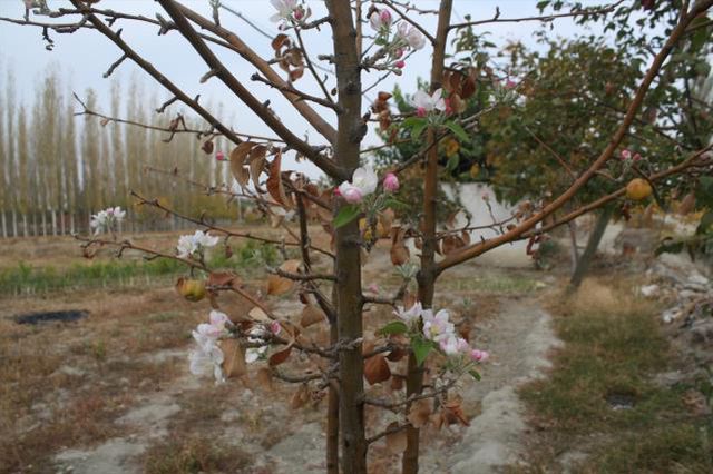 Bahçede elma toplamaya giden çiftçi, gördüğü manzara sonrası İlçe Tarım'ı aradı: Çok garip bir doğa olayı var