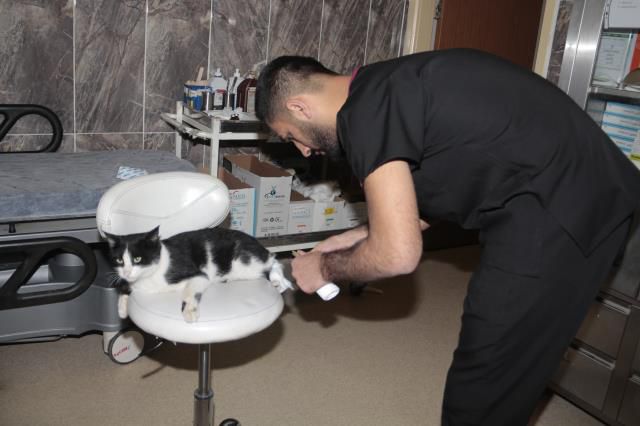 Ayağı kırılan kedi acil servisin yolunu tuttu