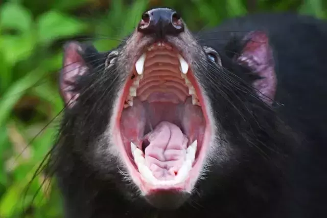 Dört Tazmanya Canavarı Singapur'daki Yaban Hayatı Parkında Ziyaretçilerle Buluştu