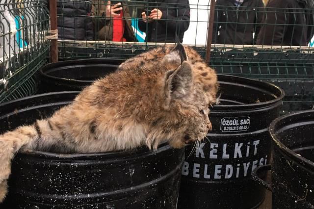 'Ormanların hayaleti' Gümüşhane'deki mağazada ortaya çıktı, çalışanlar dillerini yuttu
