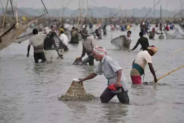 Hindistan'ın Assam Eyaletinde Bhogali Bihu Festivali İçin Toplu Halde Balık Tutuldu
