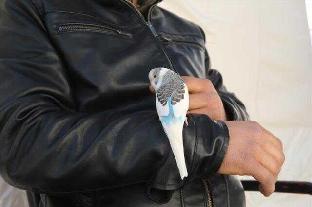 Depremi hisseden 'Maviş' bir ailenin hayatını kurtardı! Hemen dışarı kaçtılar