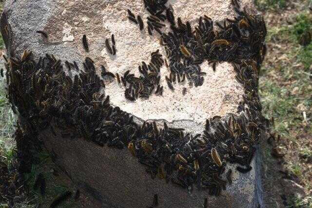 Şırnak'ta tırtıl istilası! Ekinler dahil köyün her tarafına yayıldı, çocuklar okula gitmeye korkuyor