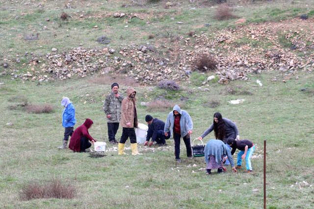 Depremzedeler karaya vuran balıkların yaşaması için seferber oldu