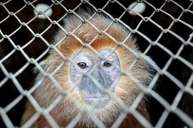 Nesli Tehlike Altındaki Cava Langur Maymunları Endonezya'da Vahşi Doğaya Bırakıldı