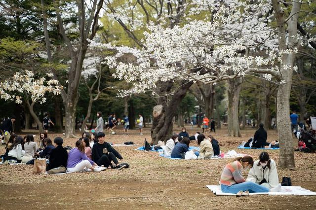 Japonya'da Parklar Kiraz Çiçekleriyle Pembeye Büründü