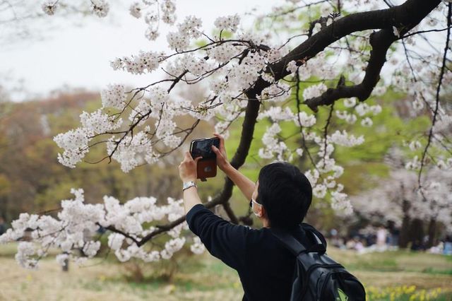 Japonya'da Parklar Kiraz Çiçekleriyle Pembeye Büründü