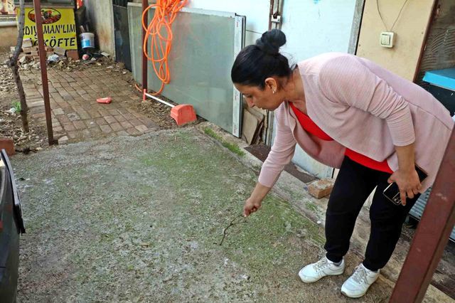 Evinin bahçesindeki tırtılları süpürdü, hastanelik oldu