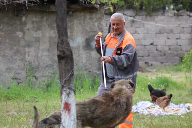 Sokak köpeği dehşet saçtı: Önce çocuğu ısırdı, sonra bir başka köpeği boğdu